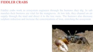FIDDLER CRABS
Fiddler crabs work as ecosystem engineers through the burrows they dig. In salt
marshes their burrows are vital for the mangroves. At low tide, they channel an air
supply through the mud and direct it to the tree roots. The burrows also decrease
sulphate reduction and increase the concentrations of iron, enriching the ecosystem.
 