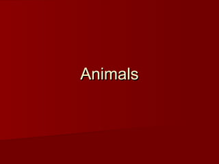 AnimalsAnimals
 