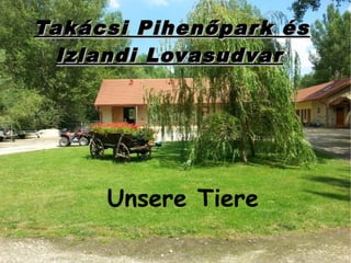 Takácsi Pihenőpark ésTakácsi Pihenőpark és
Izlandi LovasudvarIzlandi Lovasudvar
Unsere Tiere
 