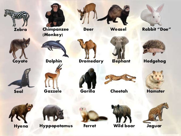 Animals