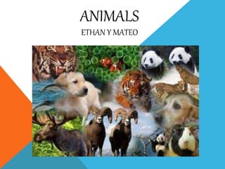 ANIMALS
ETHAN Y MATEO
 