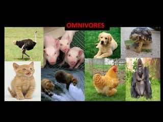 OMNIVORES
 