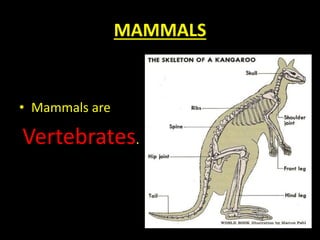 MAMMALS
• Mammals are
Vertebrates.
 