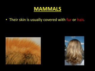 MAMMALS
• Their skin is usually covered with fur or hair.
 