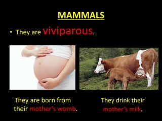 MAMMALS
• They are viviparous.
They are born from
their mother’s womb.
They drink their
mother’s milk.
 