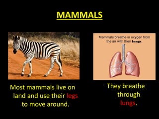 MAMMALS
Most mammals live on
land and use their legs
to move around.
They breathe
through
lungs.
 