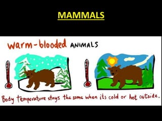 MAMMALS
 