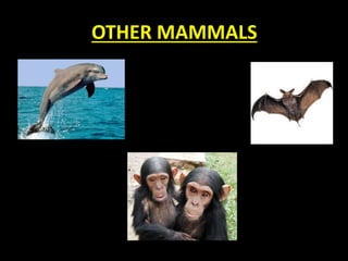 OTHER MAMMALS
 