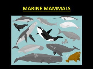 MARINE MAMMALS
 