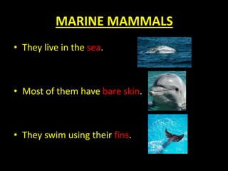 MARINE MAMMALS
• They live in the sea.
• Most of them have bare skin.
• They swim using their fins.
 