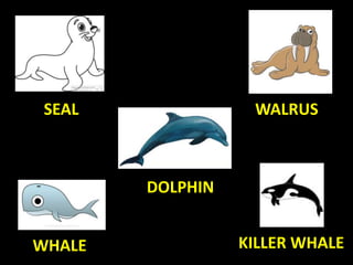 SEAL WALRUS
DOLPHIN
WHALE KILLER WHALE
 