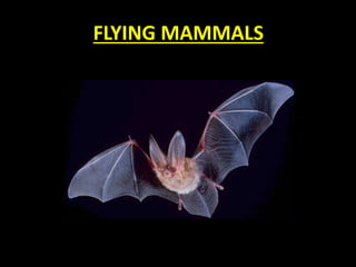 FLYING MAMMALS
 