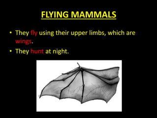 FLYING MAMMALS
• They fly using their upper limbs, which are
wings.
• They hunt at night.
 