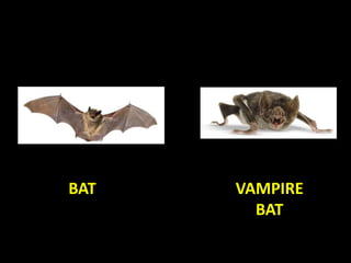 BAT VAMPIRE
BAT
 