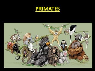 PRIMATES
 