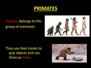 PRIMATES
Humans belongs to this
group of mammals.
They use their hands to
grip objects and use
them as tools.
 