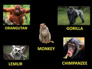 ORANGUTAN GORILLA
MONKEY
LEMUR CHIMPANZEE
 