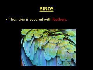 BIRDS
• Their skin is covered with feathers.
 