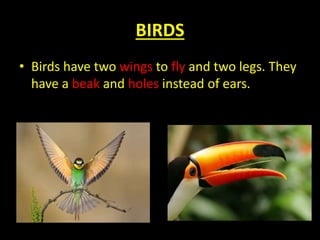 BIRDS
• Birds have two wings to fly and two legs. They
have a beak and holes instead of ears.
 