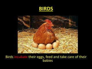 BIRDS
Birds incubate their eggs, feed and take care of their
babies
 