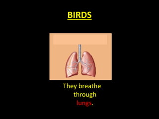 BIRDS
They breathe
through
lungs.
 