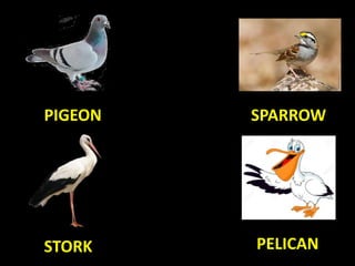 PIGEON
STORK
SPARROW
PELICAN
 