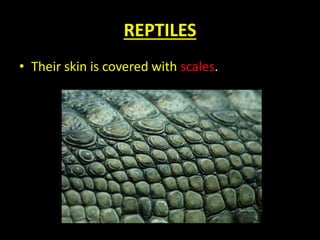REPTILES
• Their skin is covered with scales.
 