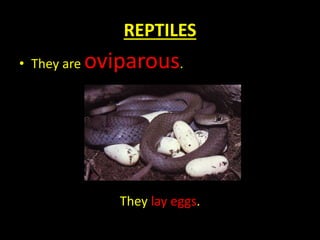 REPTILES
• They are oviparous.
They lay eggs.
 