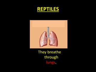 REPTILES
They breathe
through
lungs.
 