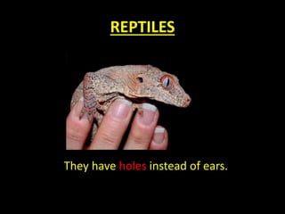 REPTILES
They have holes instead of ears.
 