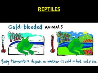 REPTILES
 