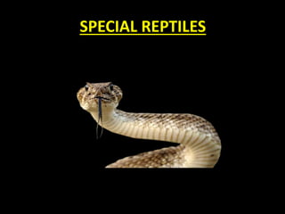 SPECIAL REPTILES
 