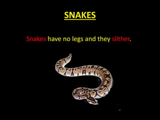 SNAKES
Snakes have no legs and they slither.
 