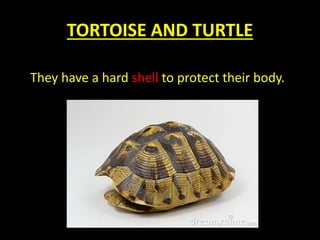 TORTOISE AND TURTLE
They have a hard shell to protect their body.
 