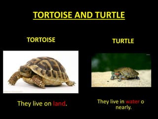 TORTOISE AND TURTLE
They live on land.
TORTOISE
They live in water o
nearly.
TURTLE
 