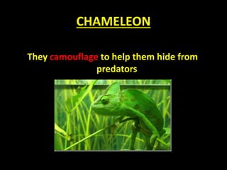 CHAMELEON
They camouflage to help them hide from
predators
 