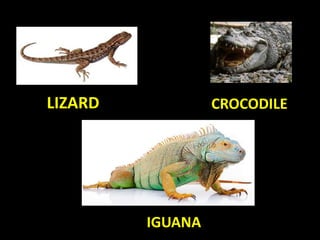 LIZARD CROCODILE
IGUANA
 