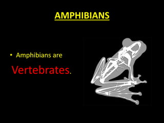 AMPHIBIANS
• Amphibians are
Vertebrates.
 