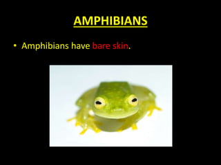 AMPHIBIANS
• Amphibians have bare skin.
 