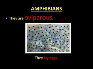 AMPHIBIANS
• They are oviparous.
They lay eggs.
 