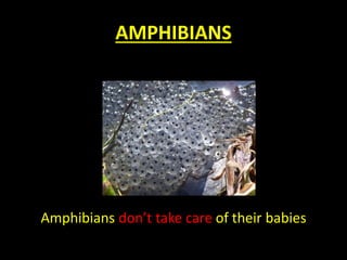 AMPHIBIANS
Amphibians don’t take care of their babies
 