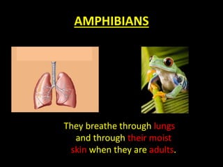 AMPHIBIANS
They breathe through lungs
and through their moist
skin when they are adults.
 
