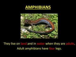 AMPHIBIANS
They live on land and in water when they are adults.
Adult amphibians have four legs.
 