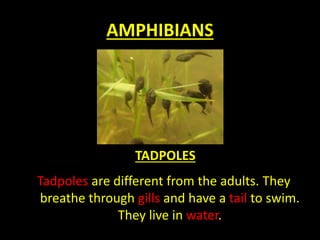 AMPHIBIANS
Tadpoles are different from the adults. They
breathe through gills and have a tail to swim.
They live in water.
TADPOLES
 