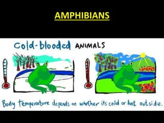 AMPHIBIANS
 