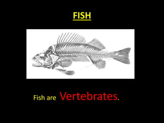 FISH
Fish are Vertebrates.
 