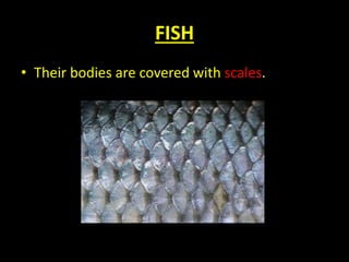 FISH
• Their bodies are covered with scales.
 