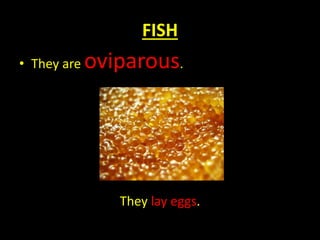 FISH
• They are oviparous.
They lay eggs.
 