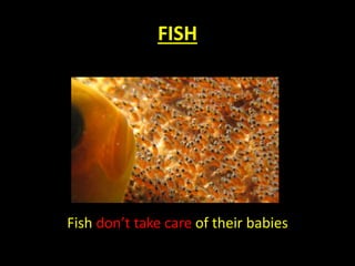 FISH
Fish don’t take care of their babies
 