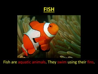 FISH
Fish are aquatic animals. They swim using their fins.
 